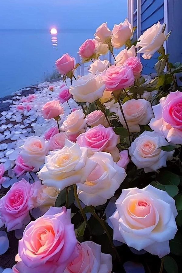 вечера доброго