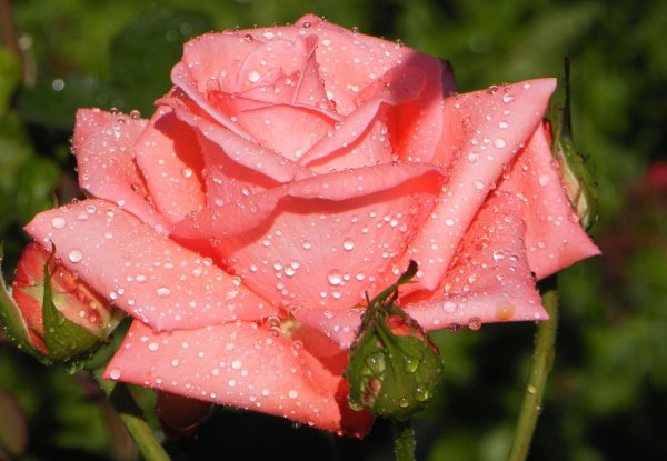 цветок розы