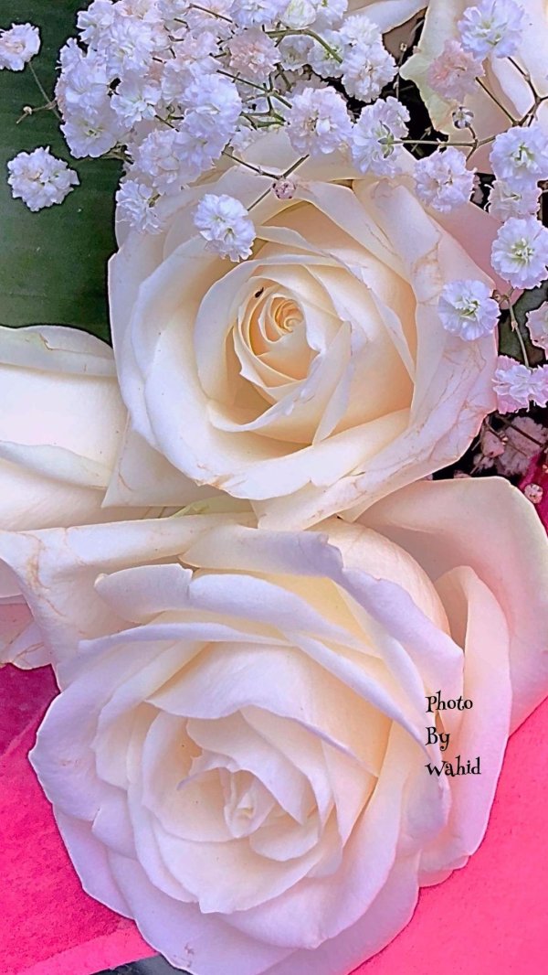 розы крупные