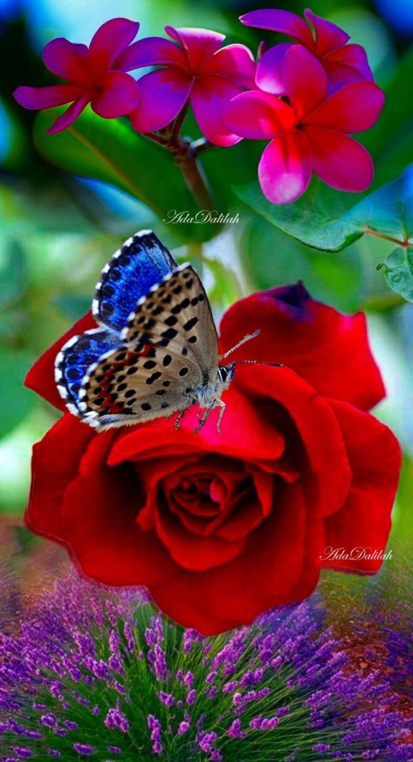 бабочка бабочка