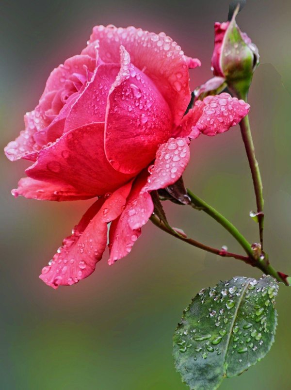 цветок красивый