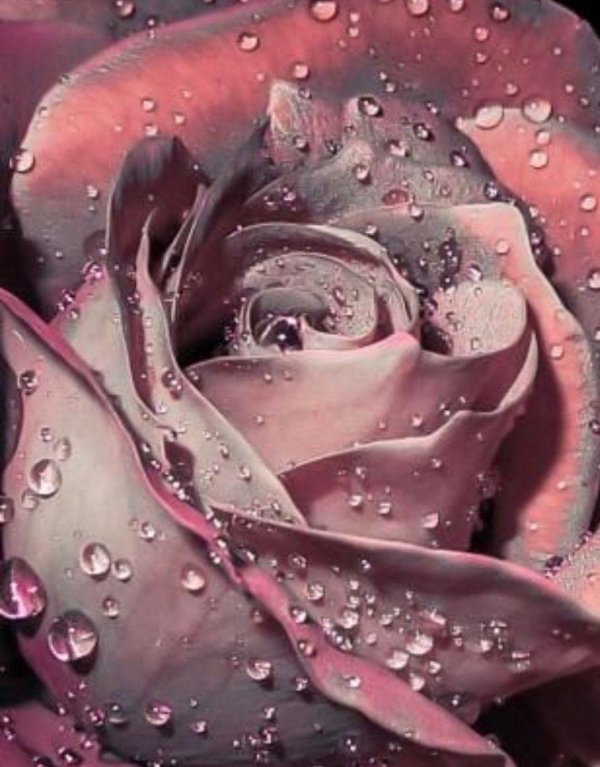 необычная роза