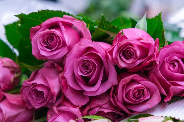 цветы розовые розы