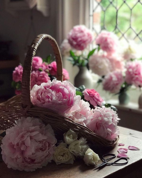 корзина с пионами