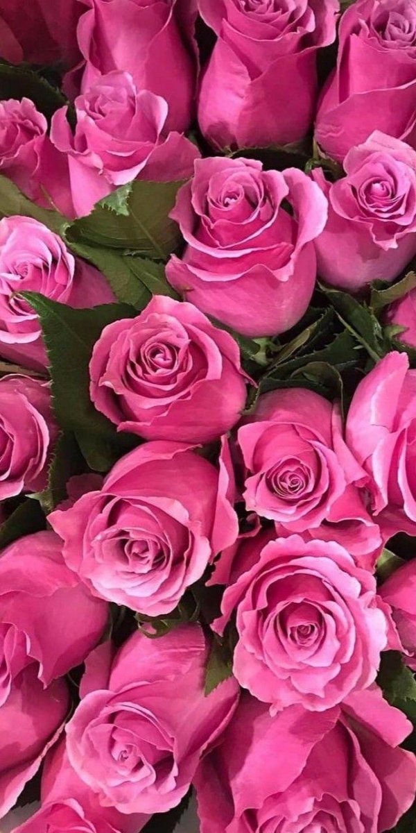 цветы розовые розы