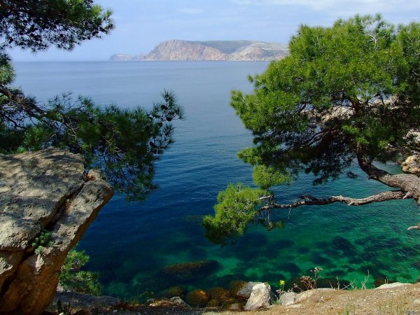 сосна станкевича балаклава