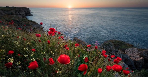 цветы на берегу моря