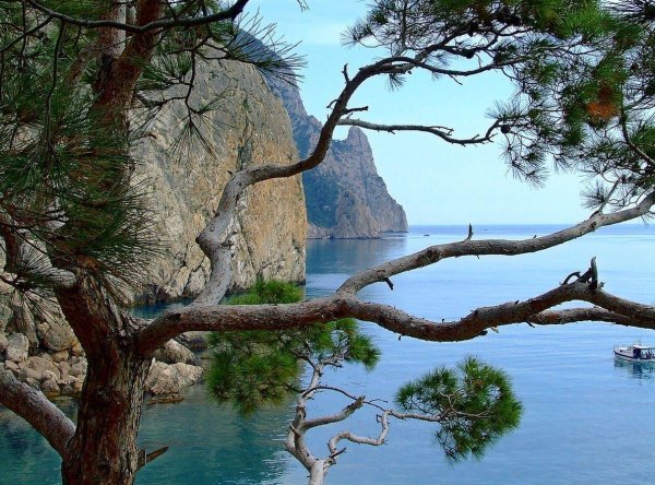 пицундская сосна в геленджике