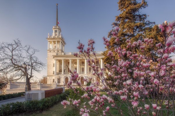 цветет магнолия севастополь