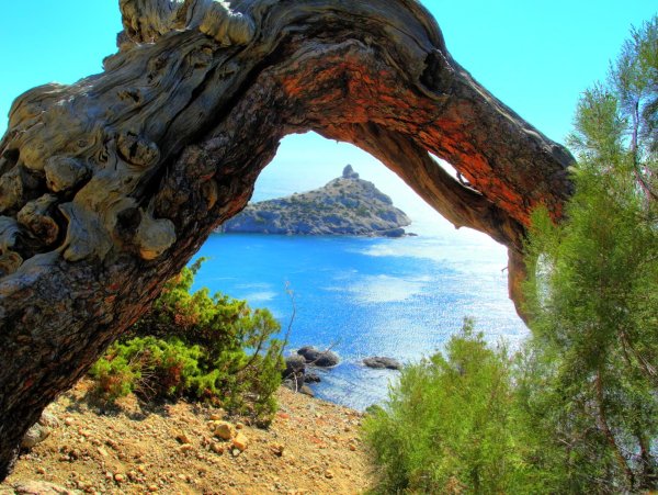 сосна станкевича судакская