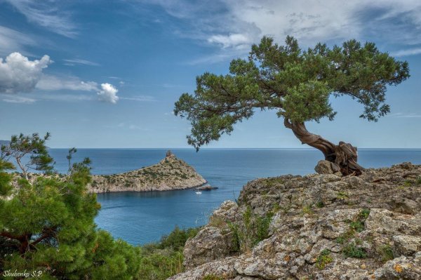 можжевеловая роща крым