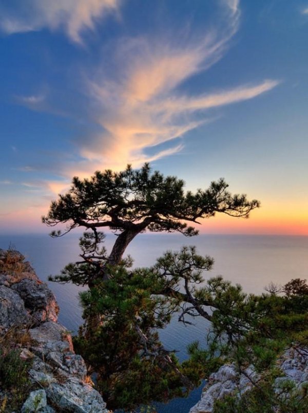 сосна станкевича алуште