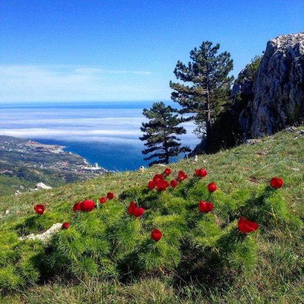 пион тонколистный крымский