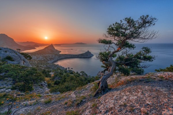 можжевеловая роща новый свет