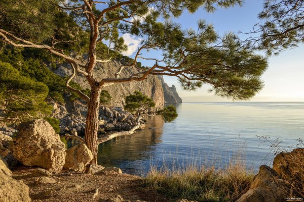 сосна станкевича судакская