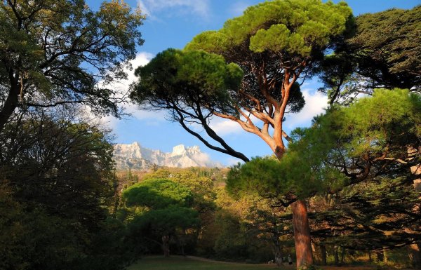 воронцовский парк алупка