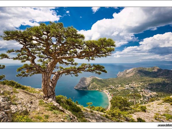 реликтовая можжевеловая роща в судаке