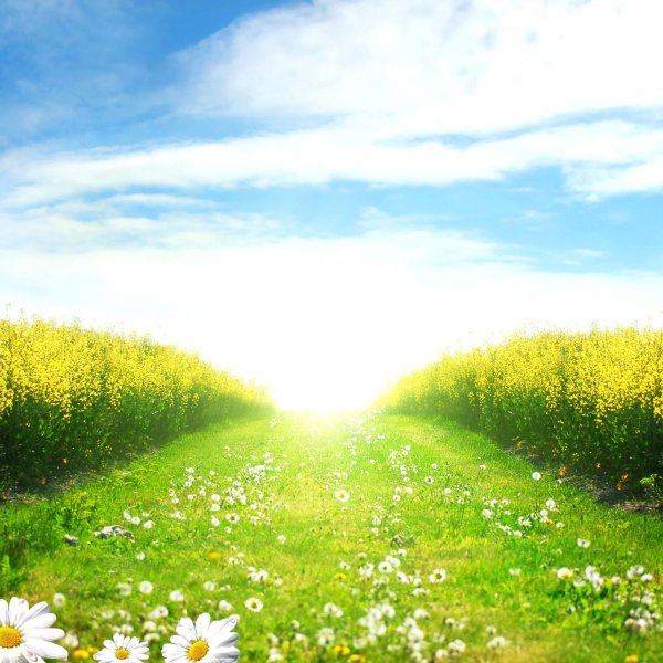 Природа лето солнечный день