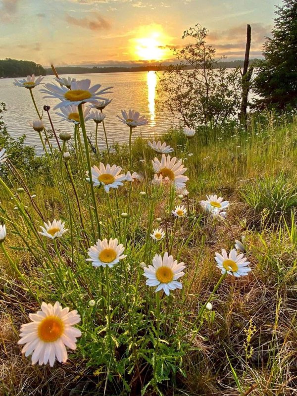 добрый июльский вечер