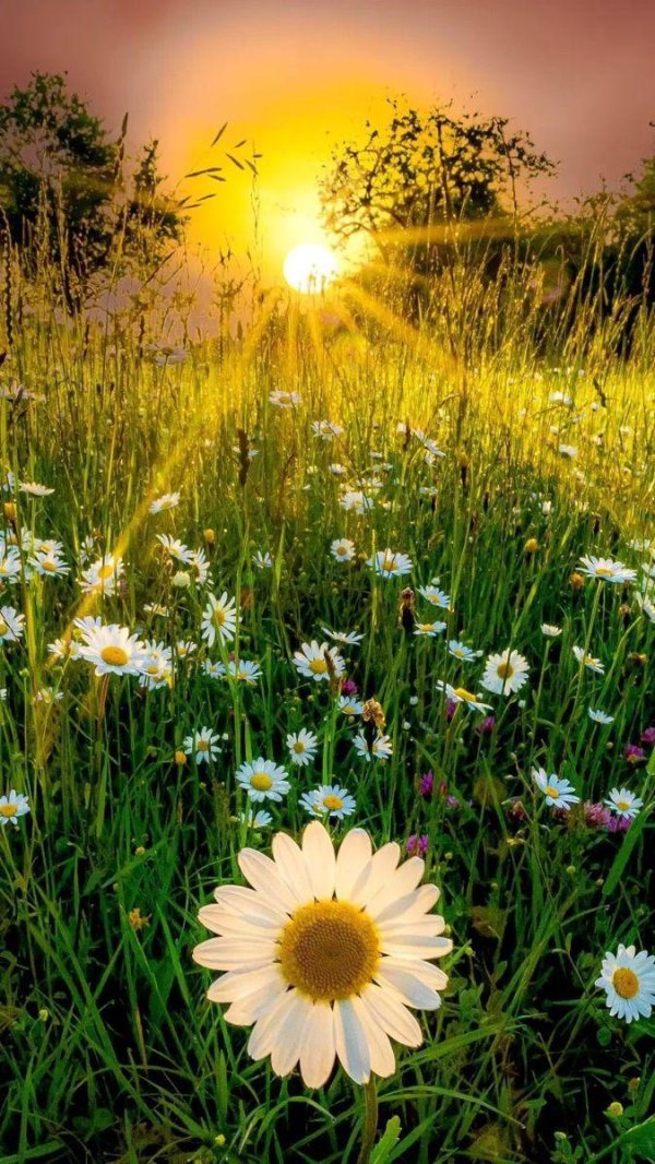 ромашки на рассвете
