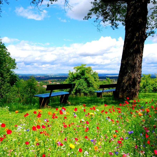 летние пейзажи