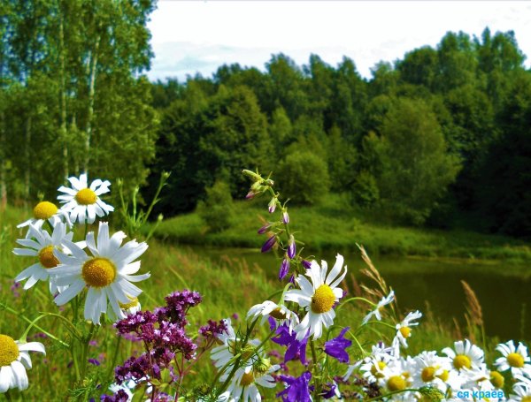 ромашковая русь