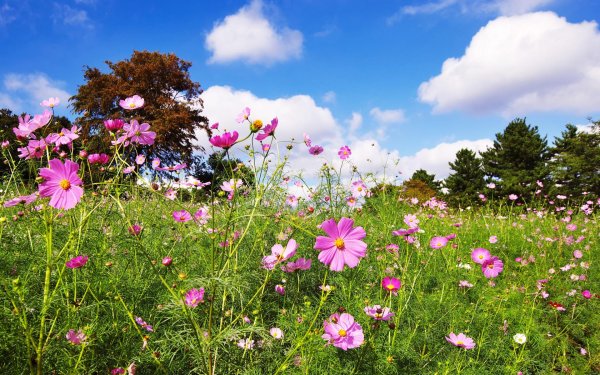 космея дваждыперистая