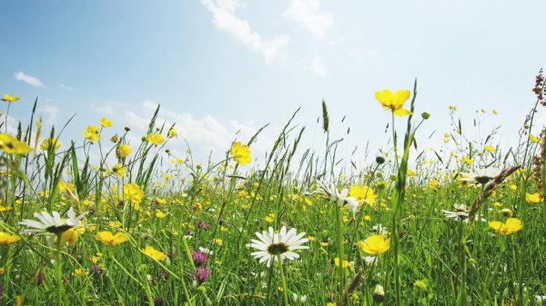 цветок полевой