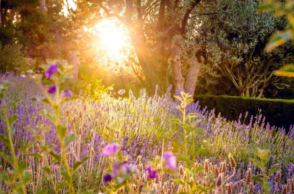 поля лаванды