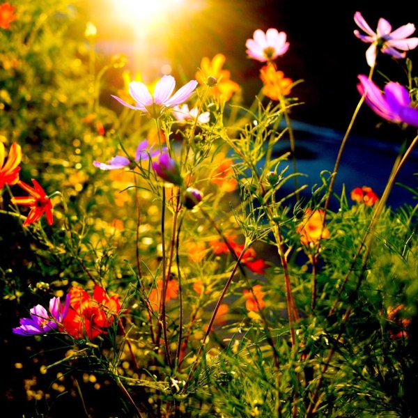 полевой цветок