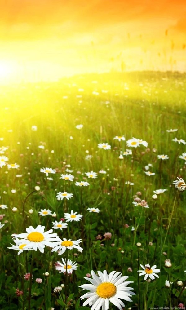 ромашки в лучах солнца