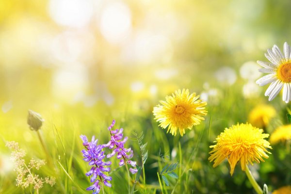 желтые одуванчики