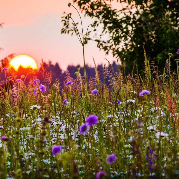 летнего вечера