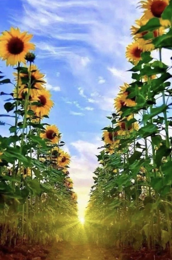 красивые подсолнухи