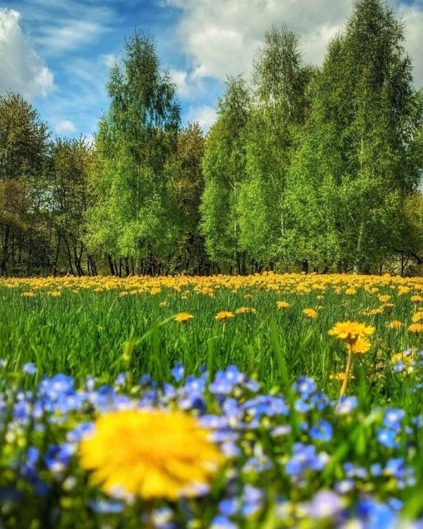 солнечна поляна