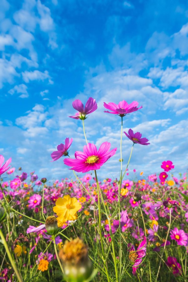 полей цветок