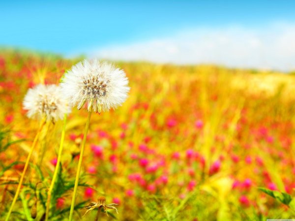 цветок одуванчик