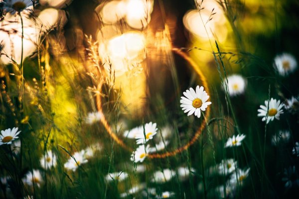 ромашки и солнце