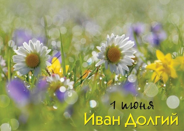 цветок полевой