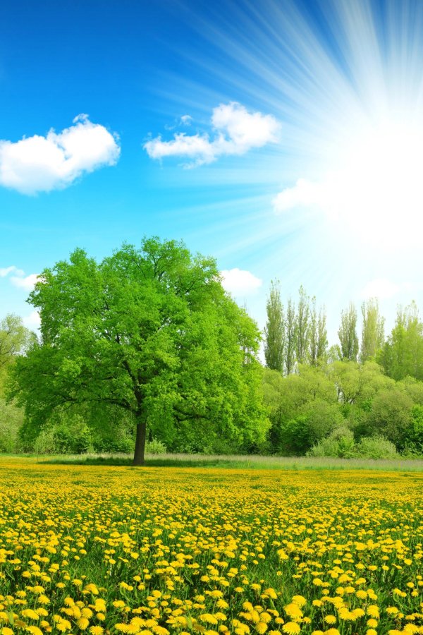 летние пейзажи