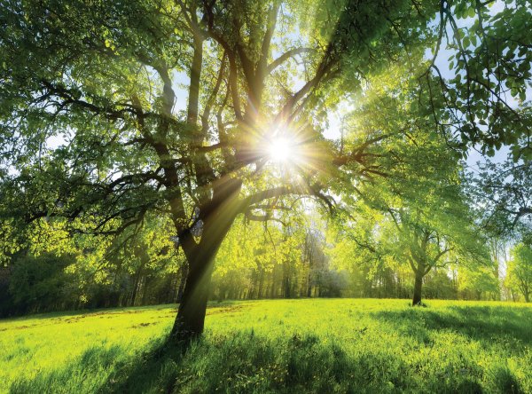 солнечный лес