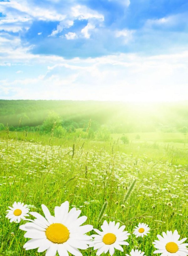 поляна солнце