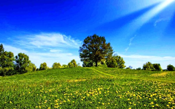 солнечна поляна