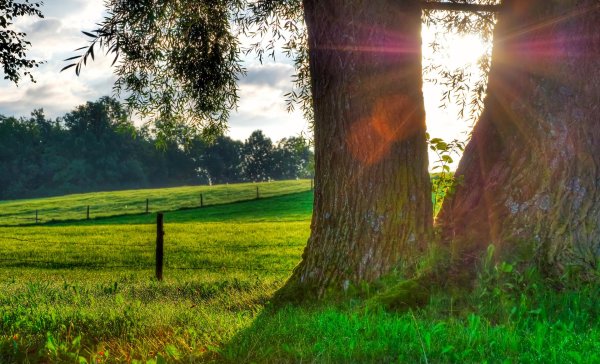 дерево солнце