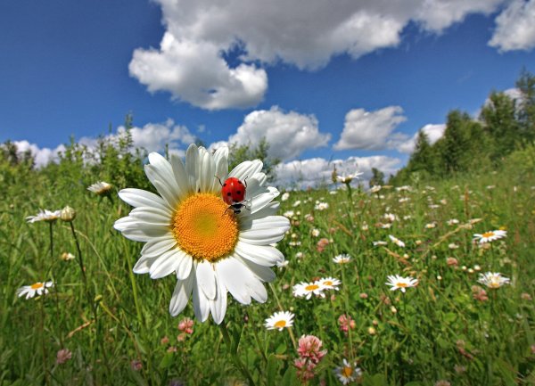 ромашка луговая