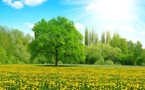 дерево на поляне