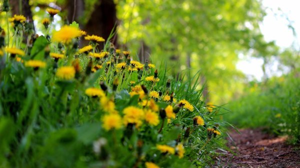 полянка одуванчикова