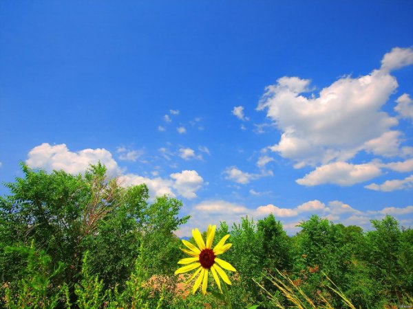 штат канзас подсолнухи