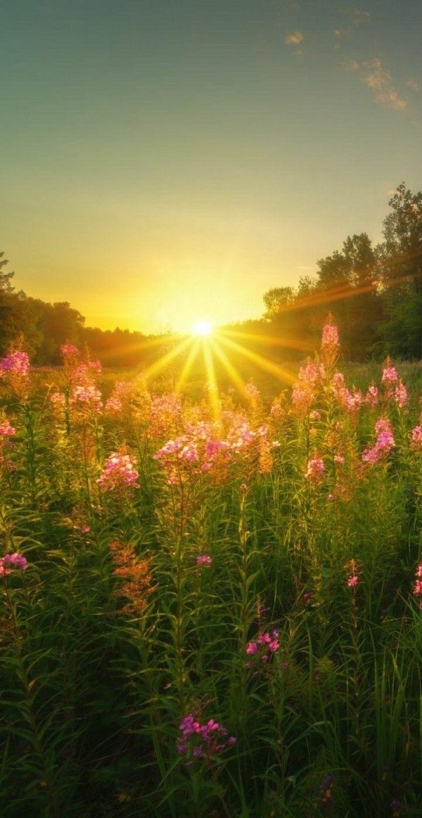 кипрей узколистный