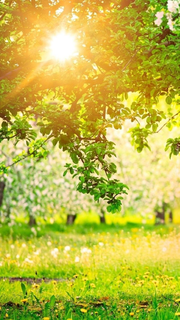 весенние фоны